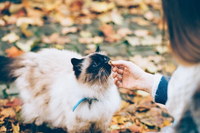 chat siamois recevant une collation