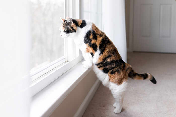 chat regardant un oiseau par la fenêtre
