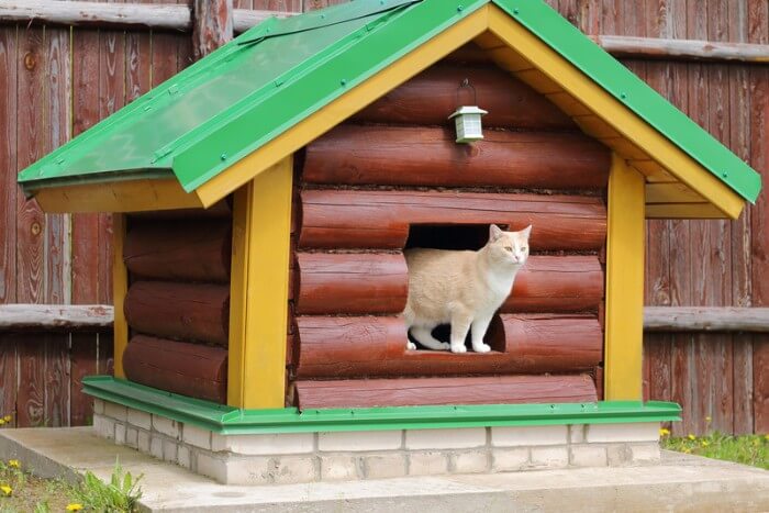 chat dans sa maison extérieure