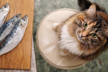 Un chat affamé vole du poisson sur la table. L'animal veut manger