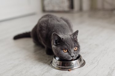 Chat britannique mangeant de la nourriture dans un bol sur le sol
