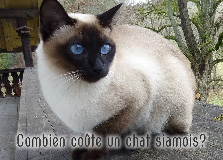 Chat siamois