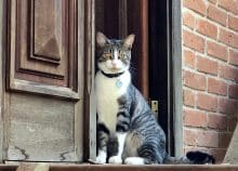 Chat devant la porte