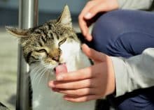 Chat qui lèche une main