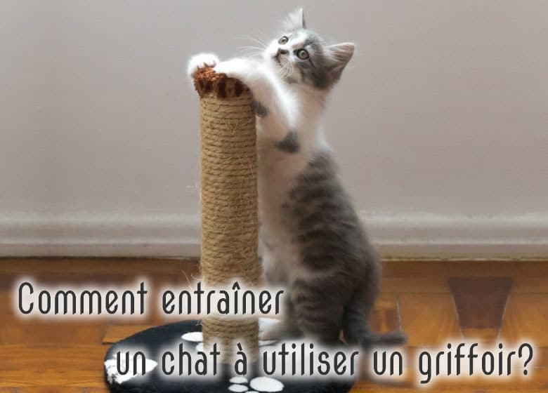 Un chat qui utilise un poteau à griffer