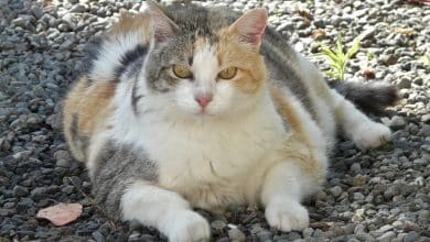 Gros chat obèse