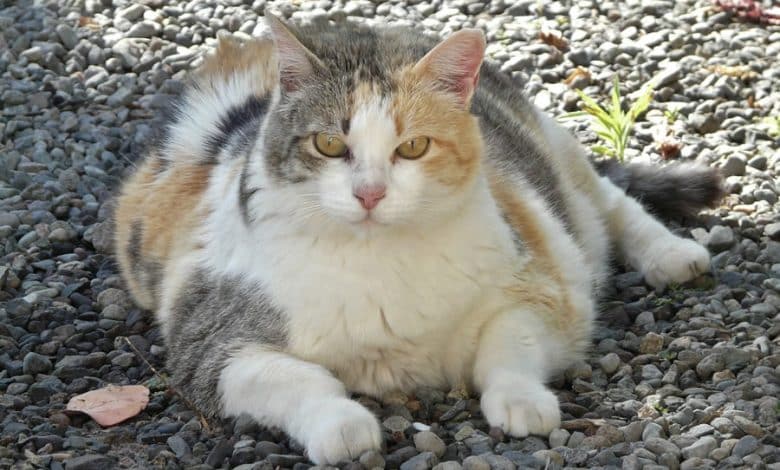 Gros chat obèse