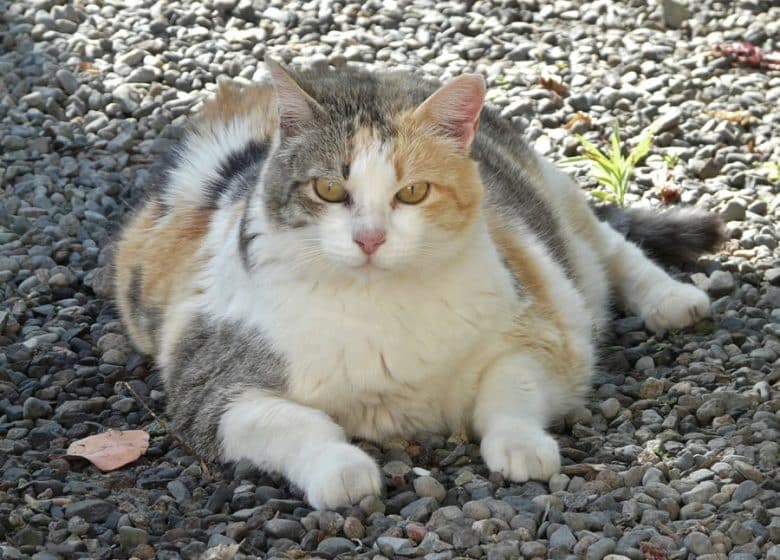 Gros chat obèse