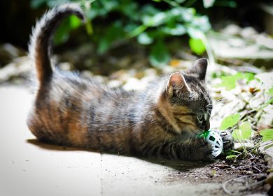 signification de la position de la queue du chat