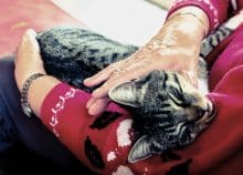 Vieux chat
