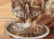 Ce que vous devez savoir sur l'alimentation des chatons