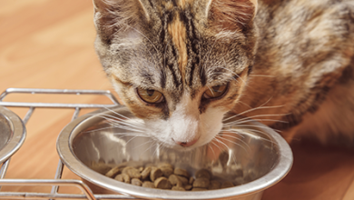 Ce que vous devez savoir sur l'alimentation des chatons