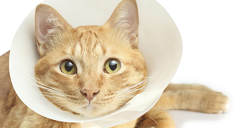 Chat portant un cône de plastique suite à une chirurgie