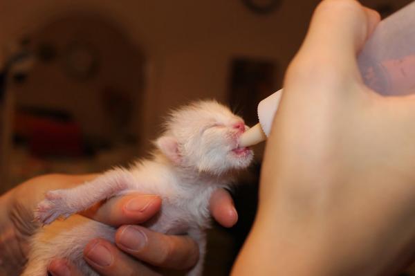 Les chats peuvent-ils boire du lait? - Les chatons peuvent-ils boire du lait?