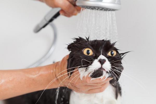Est-ce mauvais de donner un bain aux chats? - La baignade d'un chat est-elle nécessaire?