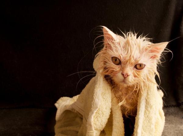 Est-ce mauvais de donner un bain aux chats? - Comment se baigner un chat