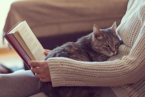 Les chats aiment-ils être embrassés? - Comment les chats montrent-ils leur amour?