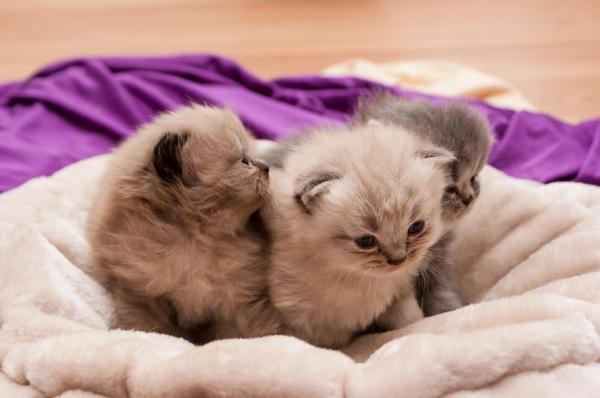 Comment nourrir un chaton nouveau-né - poids de chaton