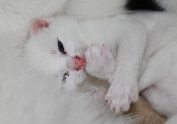 Comment nourrir un chaton nouveau-né - Signes de malnutrition chez un chaton nouveau-né