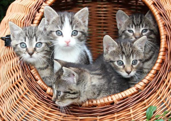 Comment nourrir un chaton nouveau-né - Pour les chatons mal nourris ou orphelins: alimentation artificielle
