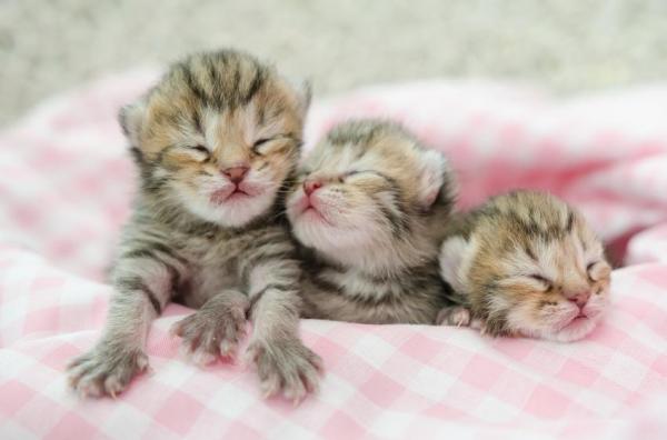 Comment nourrir un chaton nouveau-né - L'hydratation des chatons nouveau-nés dont leur mère a besoin