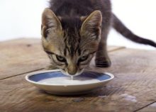 Can Cats Drink Milk?