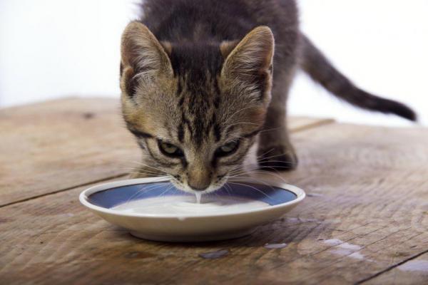 Can Cats Drink Milk?