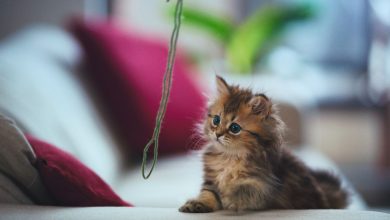 Pourquoi le fil n'est pas un jouet sûr pour les chats