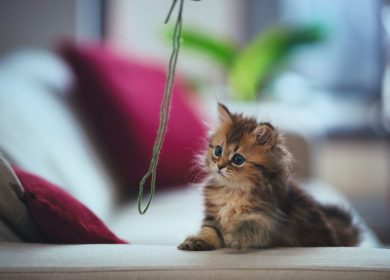 Pourquoi le fil n'est pas un jouet sûr pour les chats