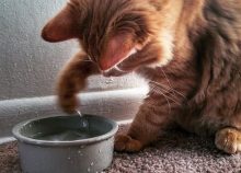 Pourquoi les chats détestent-ils l'eau?