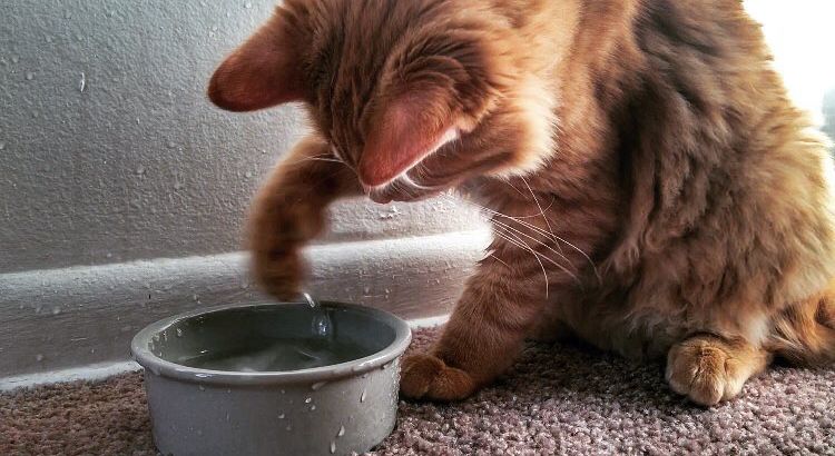 Pourquoi les chats détestent-ils l'eau?