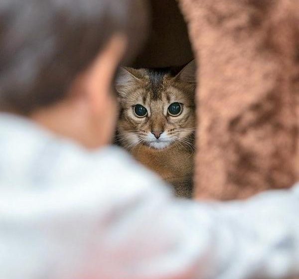 Pourquoi mon chat se cache de tout le monde?