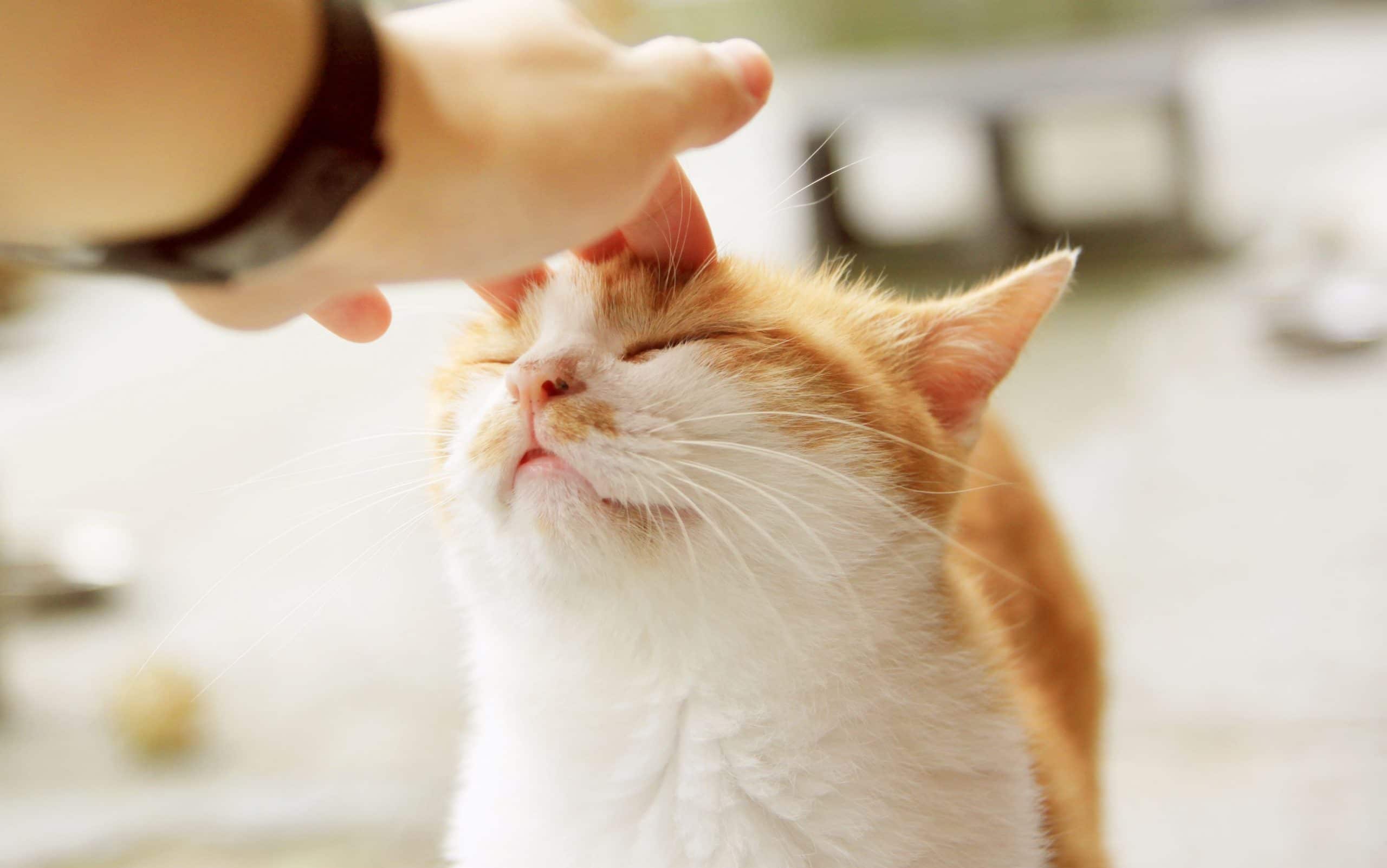 Raisons pour lesquelles le bave de chats et quoi faire à ce sujet 