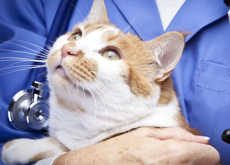 Chat dans les bras d'un vétérinaire