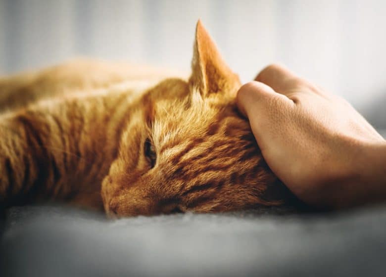 Chat couché, malade qui vomit