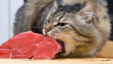 Chat qui mange de la viande crue - danger