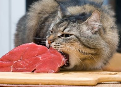 Chat qui mange de la viande crue - danger