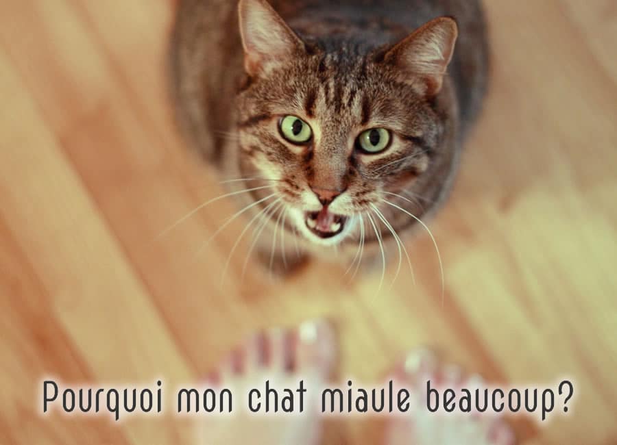 Pourquoi Mon Chat Miaule Tout Le Temps Monchatca