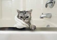 chat qui n'aime pas le bain