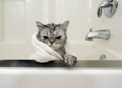 chat qui n'aime pas le bain