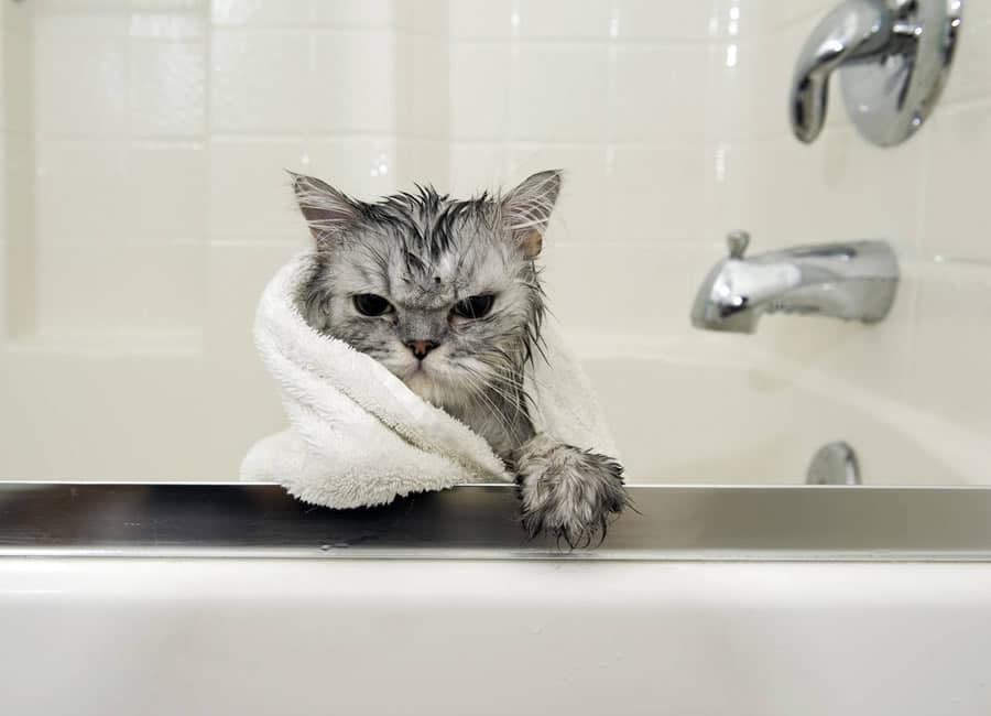 Estce que je devrais laver mon chat? C