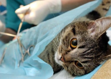 Chat sur la table d'opération durant une chirurgie