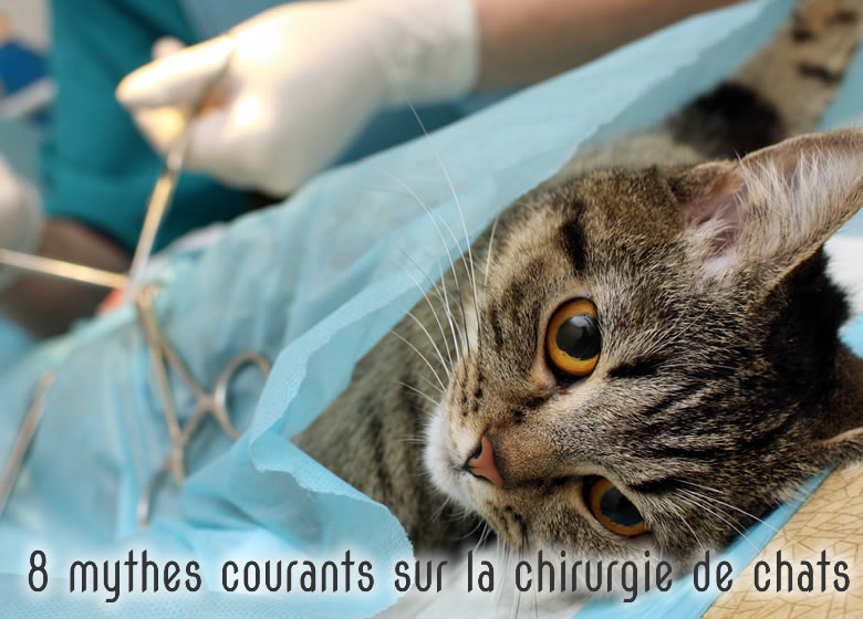 Mythes concernant la chirurgie chez les chats