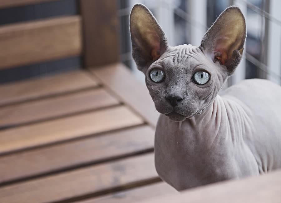 Chat de race Sphynx