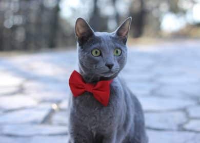 Chat de race bleu russe