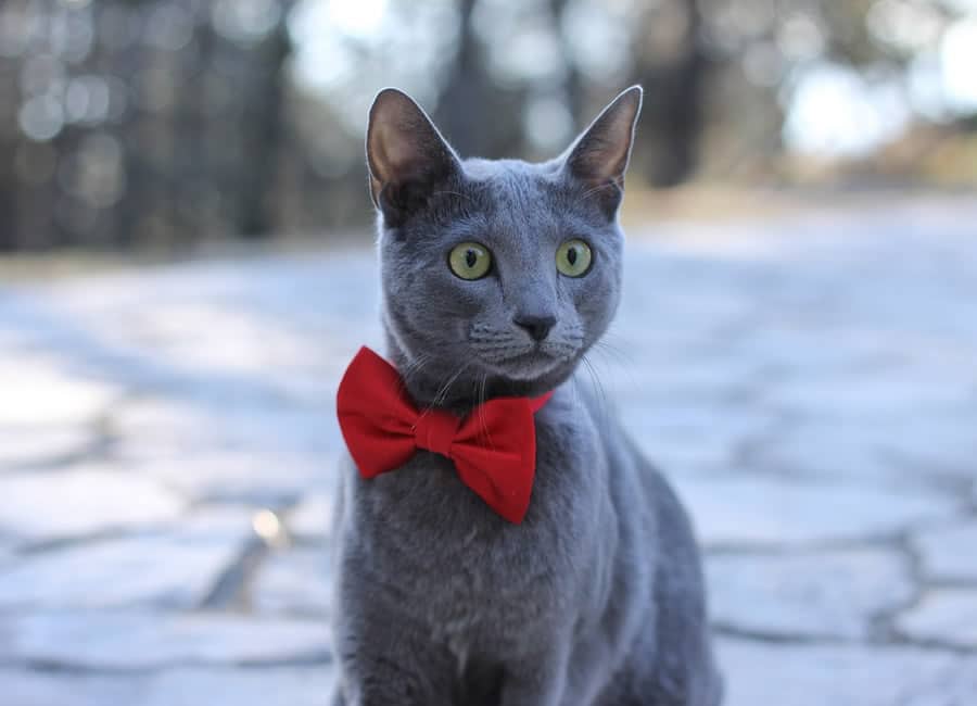 Chat de race bleu russe