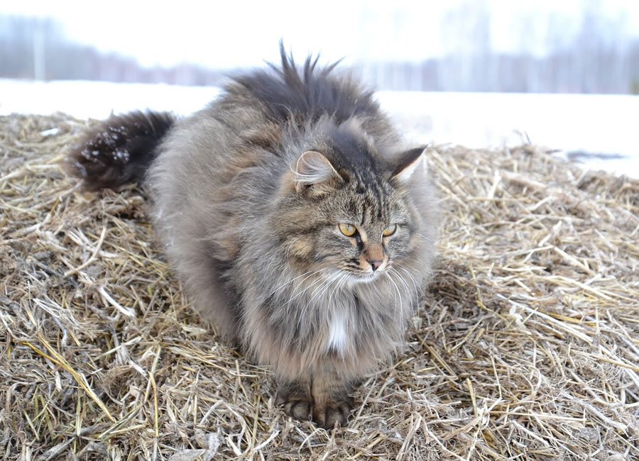 Chat de race sibérien