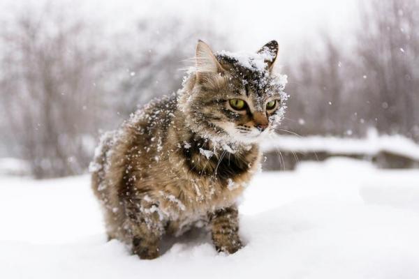 Comment prendre la température d'un chat - Température élevée chez le chat