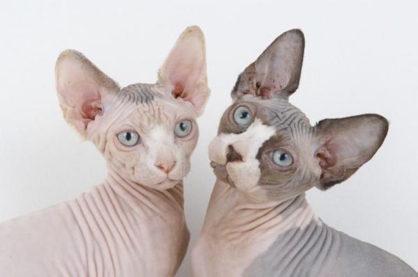 Comment prendre la température d'un chat - Température corporelle du chat Sphynx