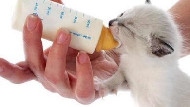 Comment nourrir un chaton nouveau né